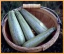 Courgette Greyzinni F1 