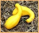 Courgette Pic N Pi F1 