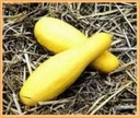 Courgette Saffron 