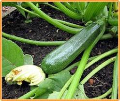 Courgette Darko F1 250 zaden