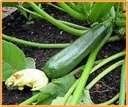 Courgette Darko F1 250 zaden