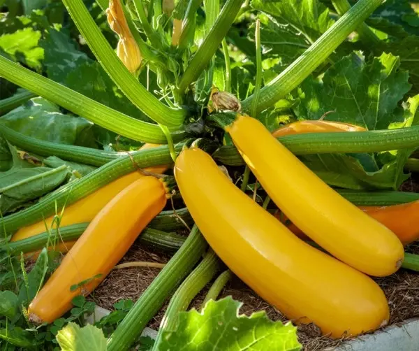 Courgette Golden Zebra F1  - basiseenheid 