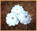 Custard White pompoen 1000 zaden