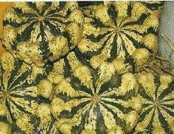 Panache Jaune de vert pompoen 250 zaden