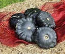 Patisson Groen Saucer F1 pompoen zaden
