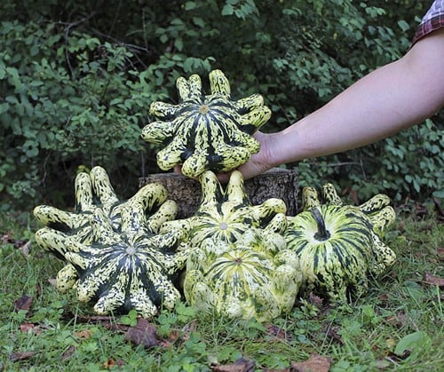 Deimos F1 Patisson pompoen 250 zaden