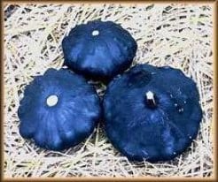 Scallopini F1 basiseenheid zaden
