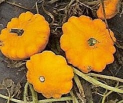 Sun Beam F1 basiseenheid zaden