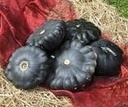 Patisson G-star F1 Bio pompoen basiseenheid zaden