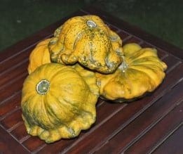 Gelber Englischer Custard pompoen basiseenheid