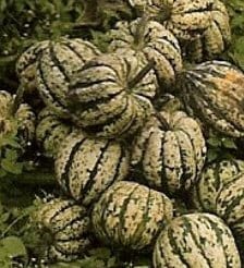 Heart of gold F1 pompoen 1000 zaden