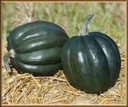 Jet F1 Acorn Pompoen 1000 zaden