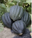 Black Bellota F1 pompoen zaden