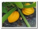 Table Goud Acorn Squash Pompoen basiseenheid zaden