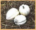 White Swan Acorn pompoen basiseenheid zaden