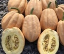 Baked Potato F1 Acorn creme bruine acorn 1000 zaden