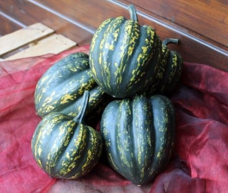 Starry Night F1 PMT Acorn pompoen 250 zaden