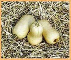 Avelon Premium pompoen 50 zaden