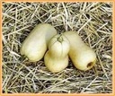Avelon Premium pompoen 1000 zaden