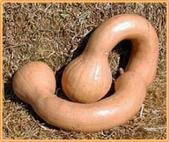 Neck Pumpkin pompoen 50 zaden