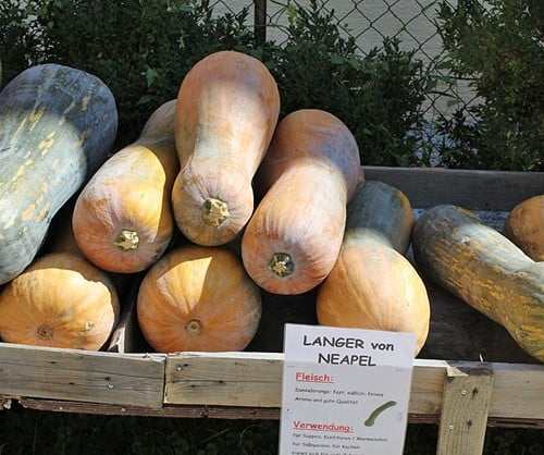 Lunga di Napoli Pompoen 250 zaden
