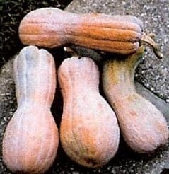 Rugosa Butternut pompoen zaden