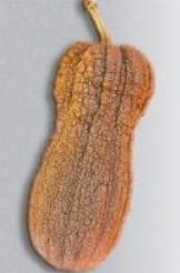 Violina Butternut zaden