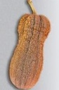 Violina Butternut zaden