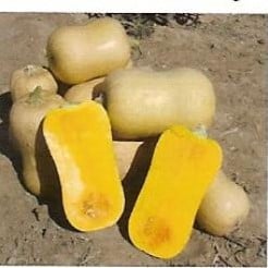 Sunset Butternut Pompoen zaden