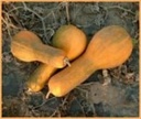 Tambura Butternut Pompoen 50 zaden