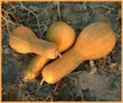 Tambura Butternut Pompoen 250 zaden