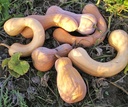 Tahitan Butternut Pompoen 50 zaden