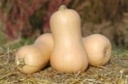Metro F1 Butternut flespompoen 50 zaden