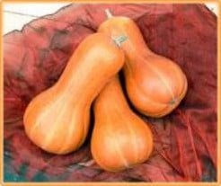 Beja Butternut - 5000 zaden pompoenzaden