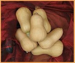 Butternut Hawk F1 flespompoen 250 zaden