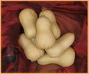 Butternut Hawk F1 flespompoen 1000 zaden