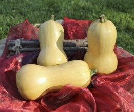 Butternut Granite F1 flespompoen