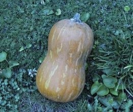 Butternut Valencia flespompoen 50 zaden