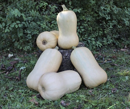 Waldo PMT F1 BIO Flespompoen Butternut 50 zaden
