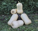 Waldo PMT F1 BIO Flespompoen Butternut 50 zaden