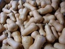Butterboy F1 pompoen basiseenheid