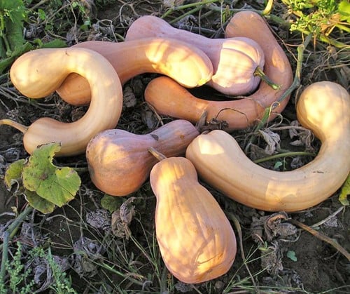 Tahitan Butternut Pompoen basiseenheid zaden