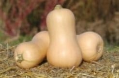 Metro F1 Butternut flespompoen basiseenheid zaden