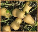 Butternut Harrier F1 flespompoen basiseenheid