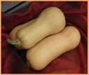 Butternut Hunter F1 - basiseenheid flespompoen zaden