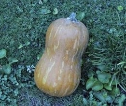 Butternut Valencia flespompoen basiseenheid