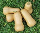 Butternut Early Nutter F1 flespompoen 50 zaden