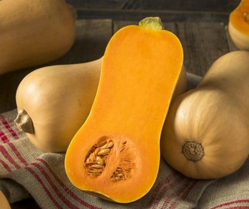 Butternut Betternut 1744 F1 PMT kleinverpakking Aanrader Hoge productie flespompoen