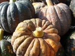 Futsu Black Rinded pompoen 250 zaden