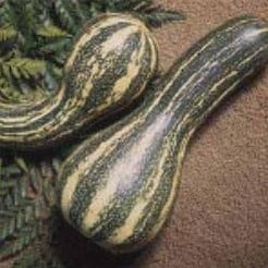 Goianinna mini moschata pompoen 50 zaden